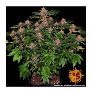 Barneys Farm Purple Punch | Feminisiert | 3 Samen