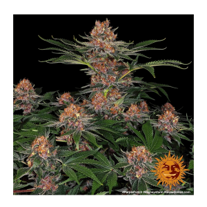 Barneys Farm Purple Punch | Feminisiert | 3 Samen
