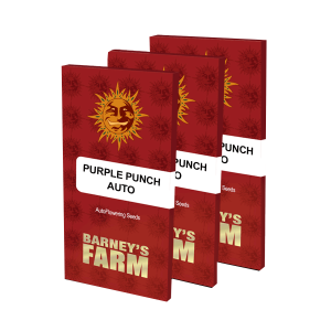 Barneys Farm Purple Punch | Automatik | 10 Samen