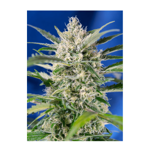 Sweet Seeds Crystal Candy | Auto | 3er