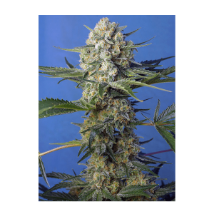 Sweet Seeds Crystal Candy F1 Fast Version | Feminized | 3...