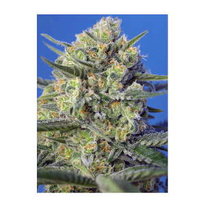 Sweet Seeds Crystal Candy F1 Fast Version | Feminized | 3 seeds