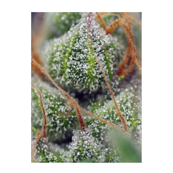 Sweet Seeds Crystal Candy | Fem | 3er