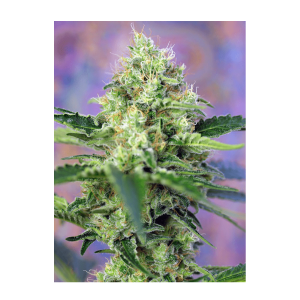 Sweet Seeds Crystal Candy | Feminized | 3 seeds