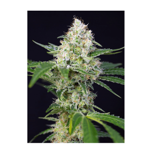 Sweet Seeds Crystal Candy | Feminized | 3 seeds