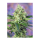 Sweet Seeds Crystal Candy | Feminized | 3 seeds