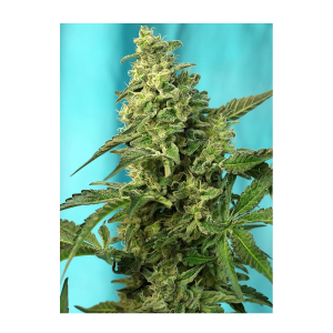 Sweet Seeds Green Poison F1 Fast Version | Feminized | 3...