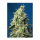 Sweet Seeds Green Poison XL | Automatic | 3 seeds