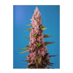 Sweet Seeds Red Hot Cookies | Feminized | 5 seeds