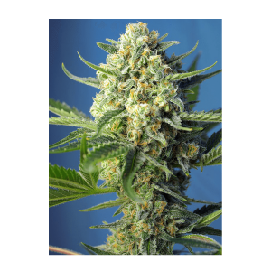 Sweet Seeds S.A.D. Sweet Afgani Delicious | Auto | 5er