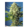 Sweet Seeds S.A.D. Sweet Afgani Delicious | Automatic | 5 seeds