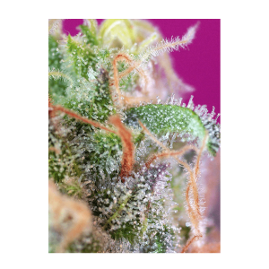 Sweet Seeds S.A.D. Sweet Afgani Delicious S1 | Feminized...