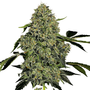 White Label OG Kush Automatik | 3 Samen