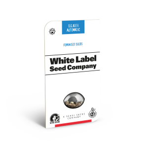 White Label OG Kush Automatic |  5 seeds