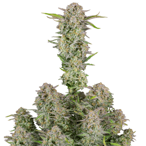 Fast Buds Bruce Banner | Automatic | 10 seeds