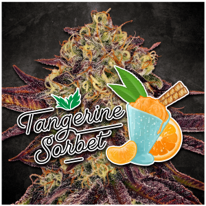 Paradise Seeds Tangerine Sorbet | Feminisiert | 10 Samen