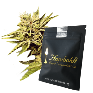 Humboldt Seeds Cinnamon Buddha OG | Fem | 5er