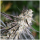 Humboldt Seeds Florida Gaspack | Feminisiert | 10 Samen