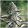 Humboldt Seeds Pineapple Chem | Automatik | 10 Samen