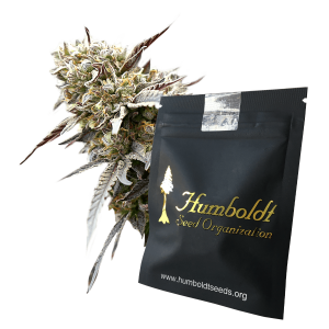 Humboldt Seeds White Runtz Fast Flowering | Fem | 10er