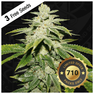 T.H. Seeds Watermelon Ultra 710 Limited| Feminized | 7 seeds