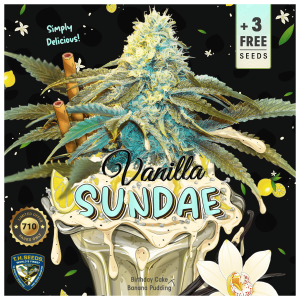 T.H. Seeds Vanilla Sundae 710 Limited | Feminized | 7 seeds
