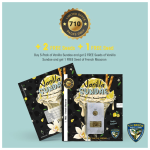 T.H. Seeds Vanilla Sundae 710 Limited | Feminized | 7 seeds