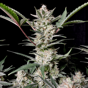 Fast Buds Strawberry Gorilla | Automatic | 10 seeds