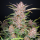 Fast Buds Gorilla Punch | Automatic | 10 seeds
