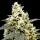 Paradise Seeds Auto Lemonade | Automatic | 3 seeds