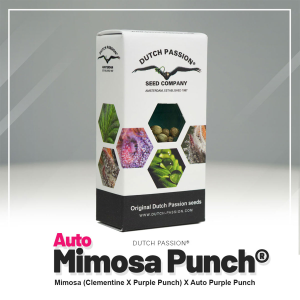 Dutch Passion Mimosa Punch | Automatic | 3 seeds