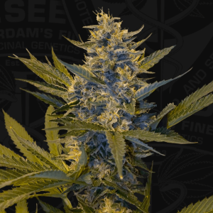 T.H. Seeds Melonsicle | Feminized | 6 seeds