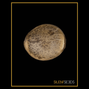 Silent Seeds Critical Jack | Fem | 5er