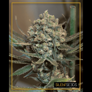 Silent Seeds Critical + 2.0 | Auto | Pack of 5