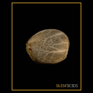 Silent Seeds Critical + 2.0 | Automatik | 5 Samen