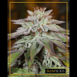 Silent Seeds L.A. Vanilla Cake | Auto | Pack of 5