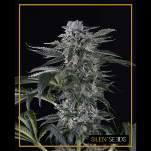 Silent Seeds Moby Dick | Automatic | 5 seeds