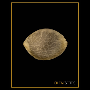 Silent Seeds Gorilla Frost | Fem | 5er