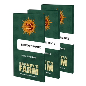Barneys Farm Biscotti Mintz | Feminisiert | 3 Samen