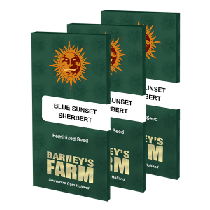 Barneys Farm Blue Sunset Sherbert | Feminized | 5 seeds