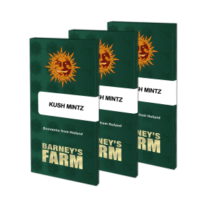 Barneys Farm Kush Mintz | Feminized | 3 seeds