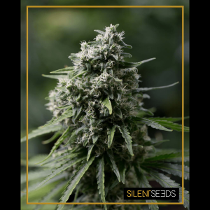 Silent Seeds Critical+ 2.0 | Fem | 10er
