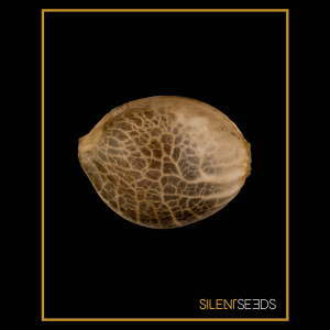 Silent Seeds Starfire OG | Feminisiert | 10 Samen