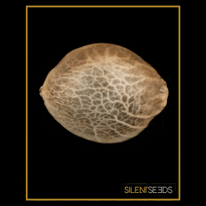 Silent Seeds B-45 by BOOBA | Feminized | 5er