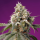Sweet Seeds Bruce Banner | Automatic | 5 seeds