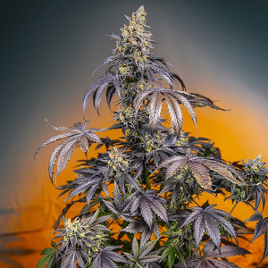 Sweet Seeds RED Gorilla Girl XL | Automatic | 3 seeds