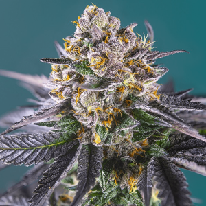 Sweet Seeds RED Strawberry Banana | Automatic | 3 seeds
