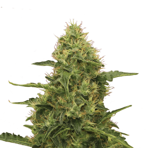 Royal Queen Northern Light | Feminized | 100 seeds - on order