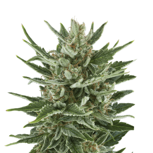 Royal Queen Speedy Chile - Fast | Feminized | 100 seeds - on order