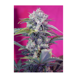 Sweet Seeds Cream Mandarine | Automatic | 100 seeds - on order